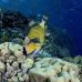 triggerfish_titan_bro_b_ni_v_0595_egy1070.jpg